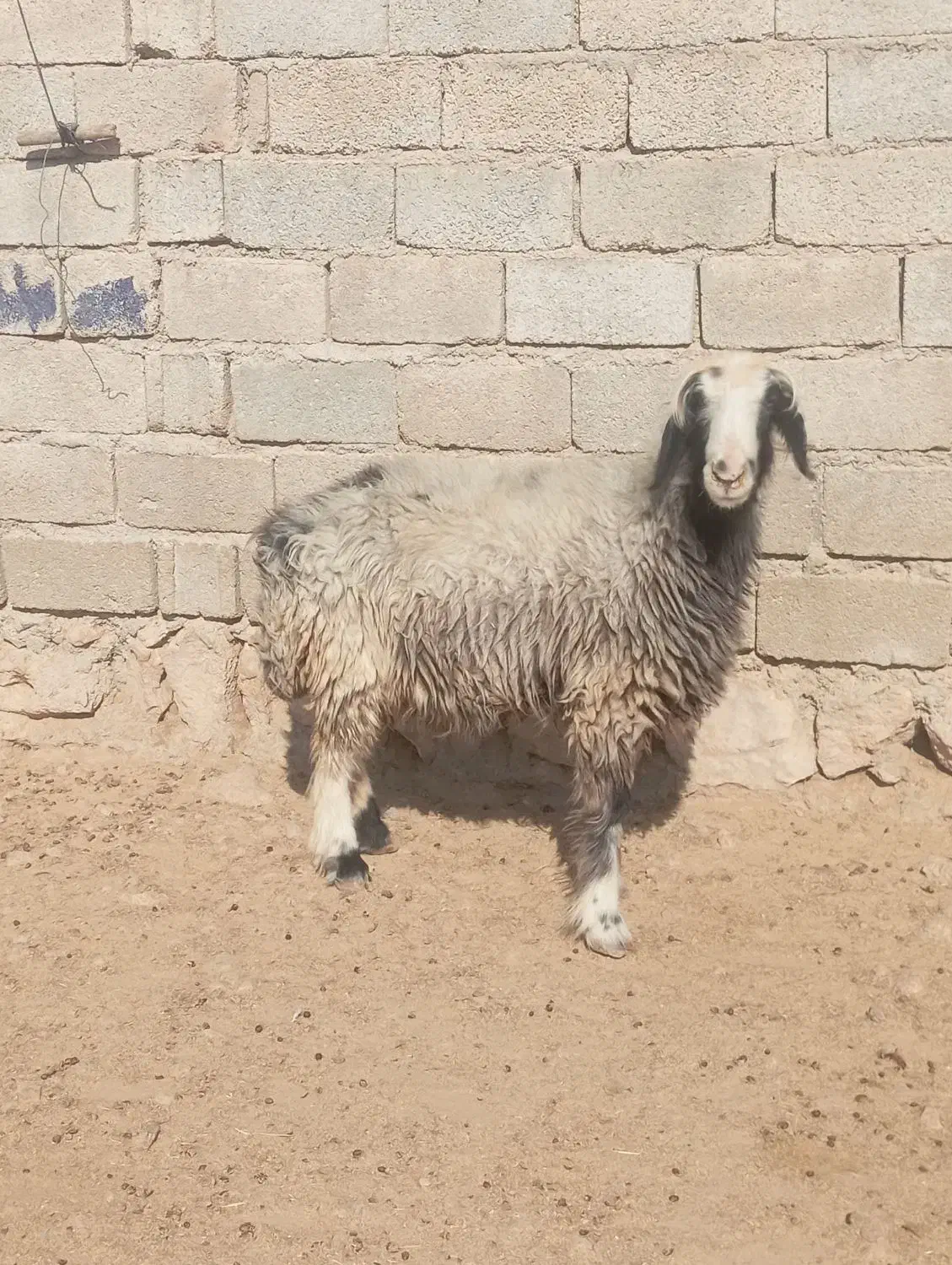 سه راس میش درجه یک|حیوانات مزرعه|جهرم, |دیوار