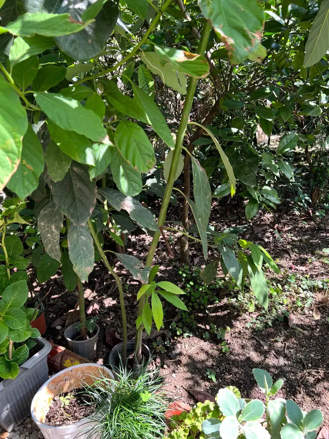 فروش پیاز برگ عبایی حجم بالا ونهال آووکادو ۲.۵متری|گل و گیاه طبیعی|رامسر, |دیوار