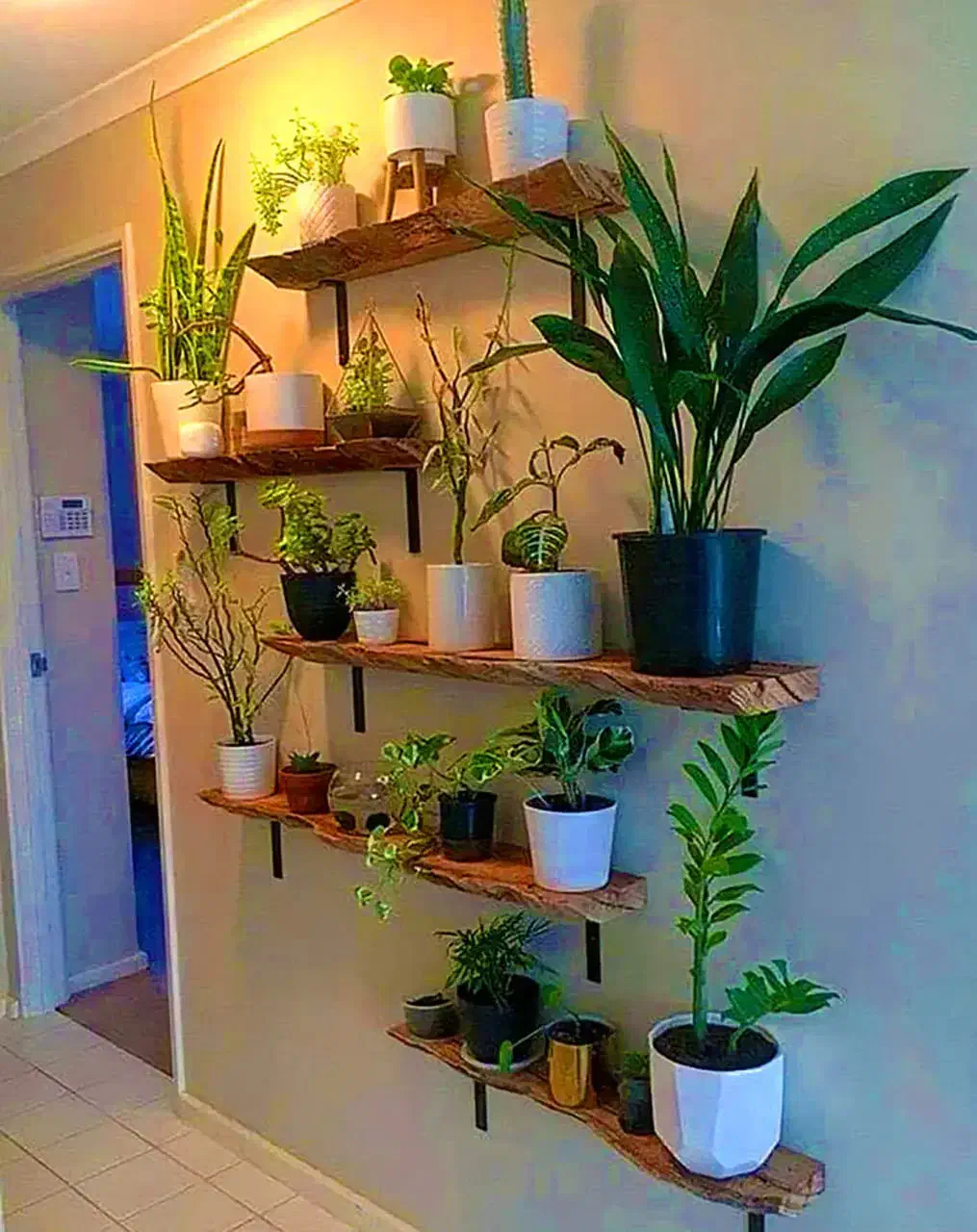 به قیمت تولیدی وشرایطی|گل و گیاه طبیعی|یزد, |دیوار