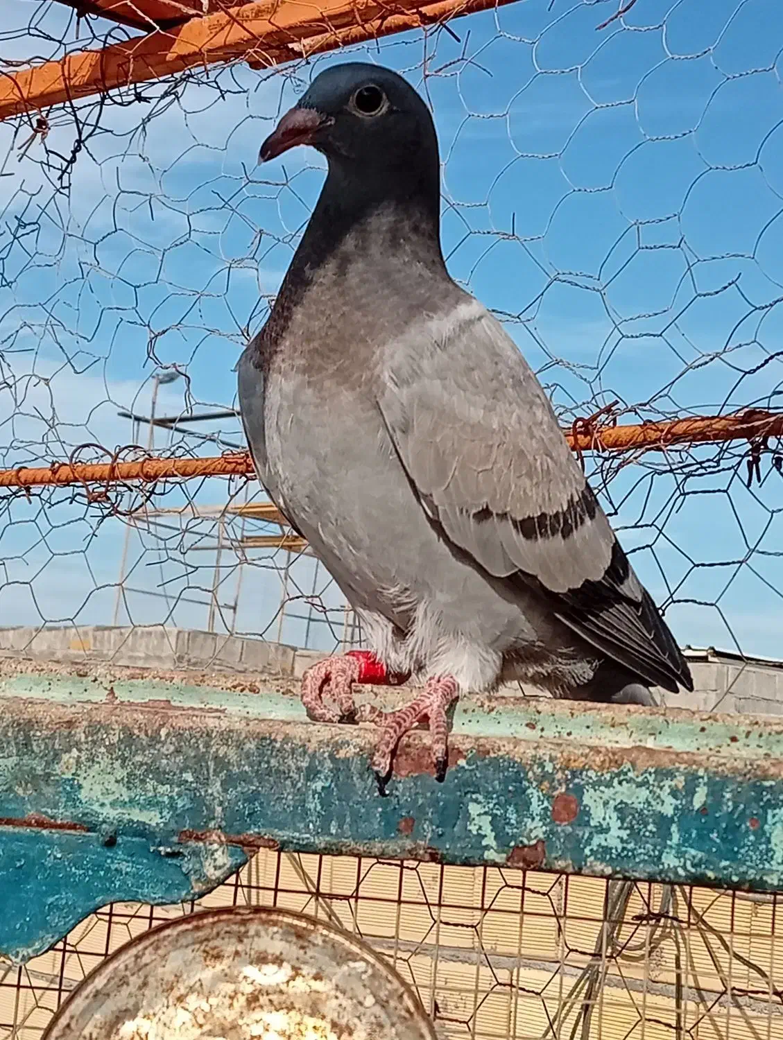 پلاکی|پرنده|چغادک, |دیوار