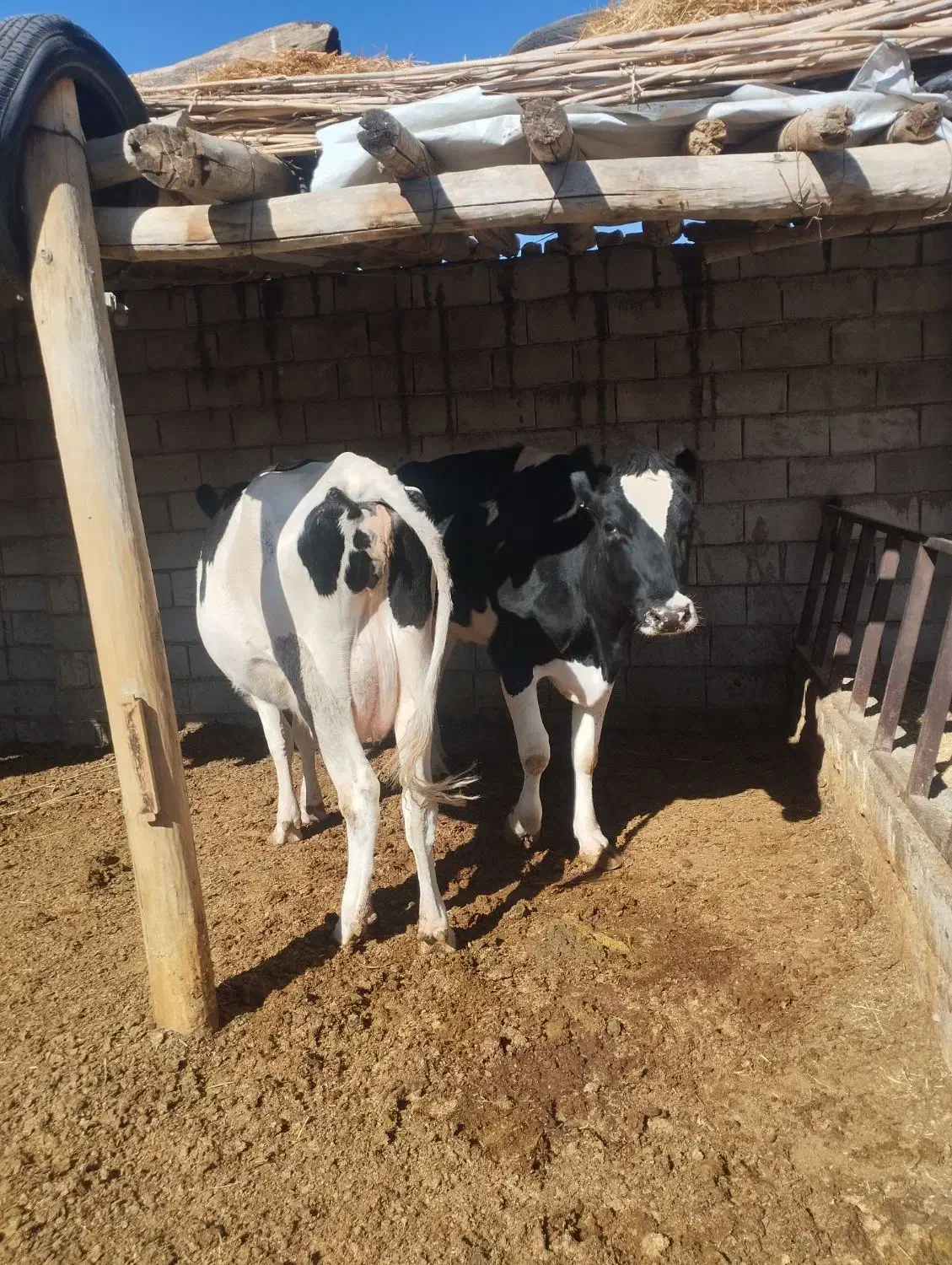 گاو شکم اول با گوساله ماده خلوص بالا|حیوانات مزرعه|درودزن, |دیوار