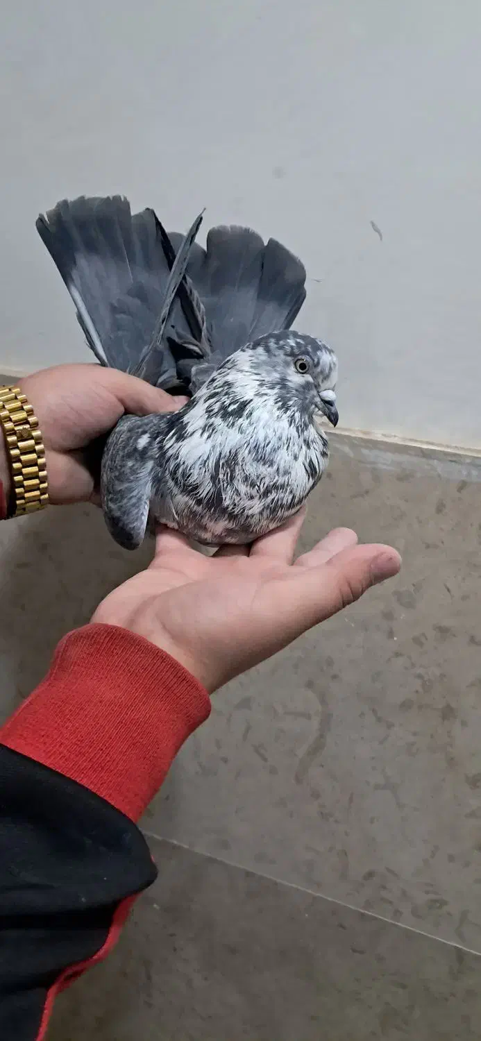 کفتر|پرنده|صباشهر, |دیوار