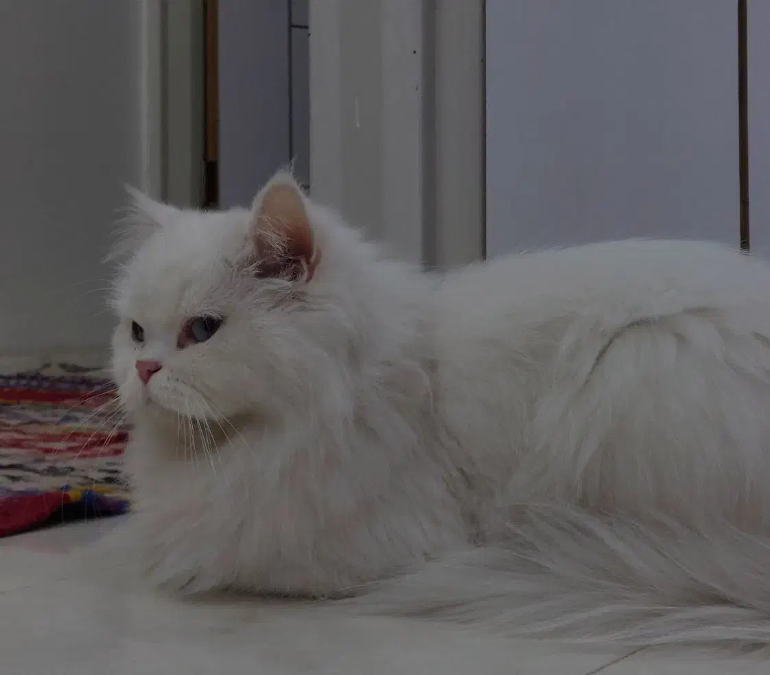 واگذاری گربه پرشین دال فیس چشم ابی|گربه|بندرعباس, |دیوار