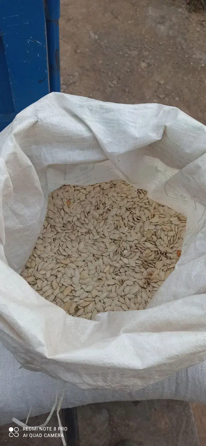 تخمه کدو|عمدهفروشی|قیدار, |دیوار