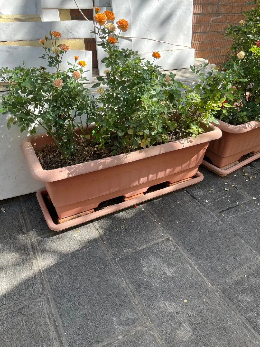 فلاورباکس بزرگ|گل و گیاه طبیعی|تهران, قلهک|دیوار