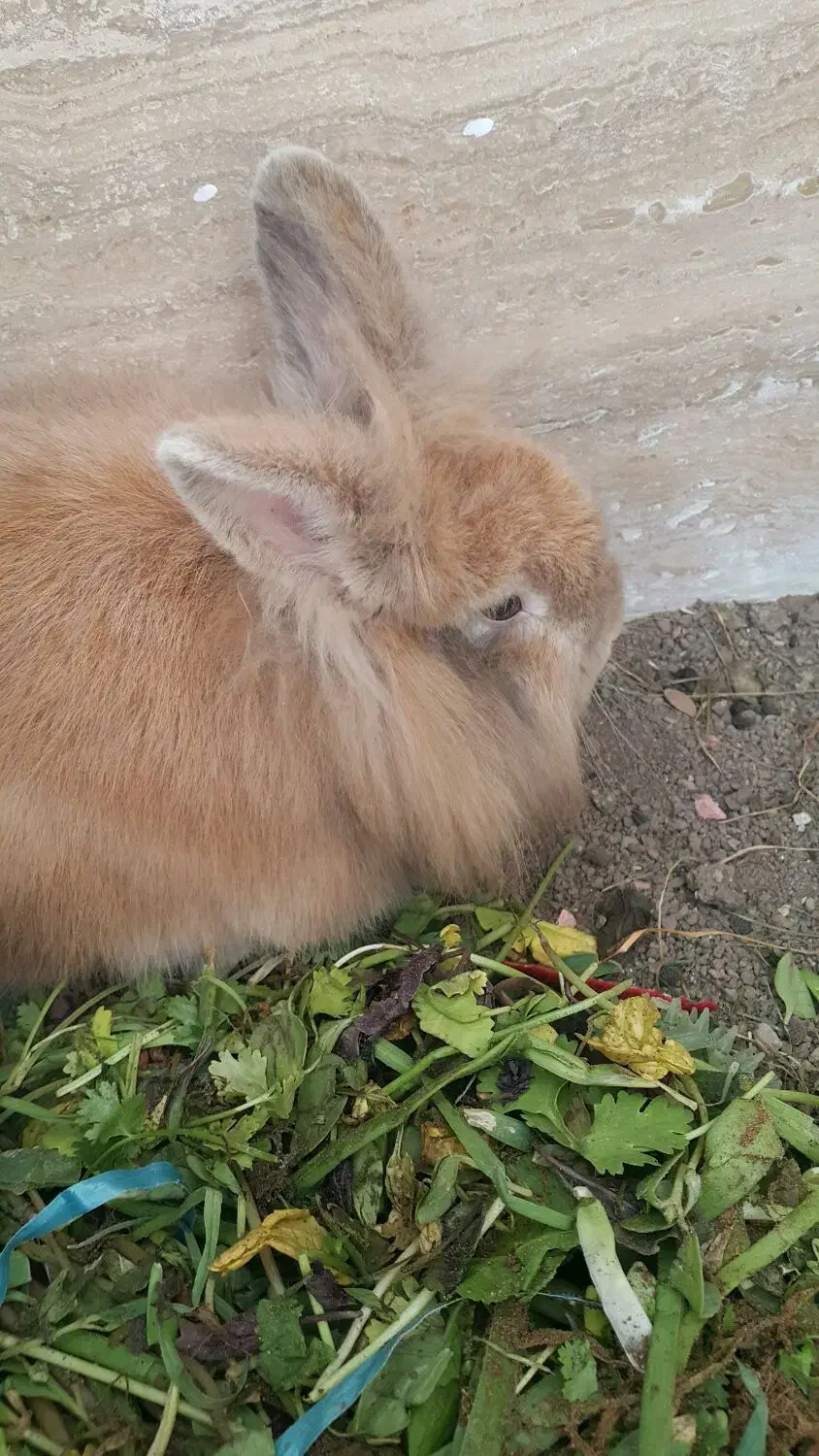 خرگوش هلندی یک نر و یک ماده|موش و خرگوش|اردبیل, |دیوار