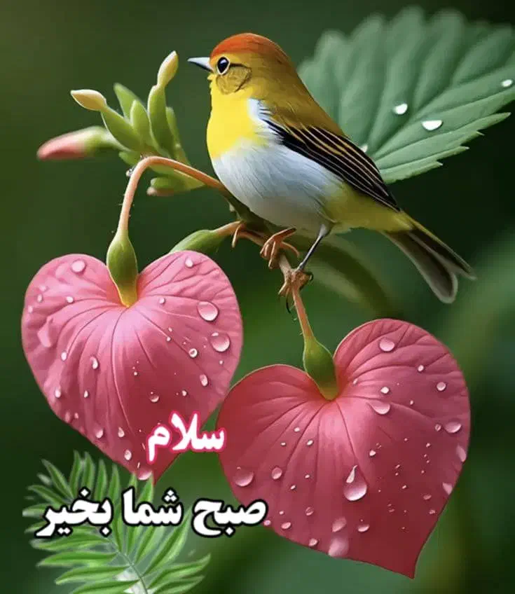 رحم|فعالیت داوطلبانه تحقیقاتی|شیراز, معالی‌آباد|دیوار