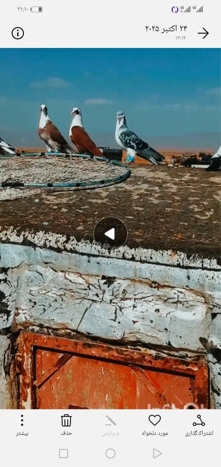 کفتر|پرنده|زاوه, |دیوار
