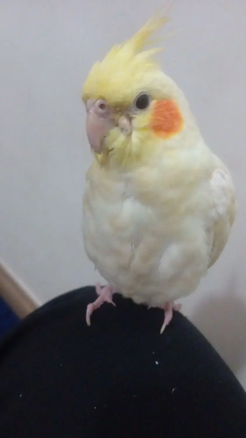 پرنده|پرنده|دماوند, گیلاوند|دیوار