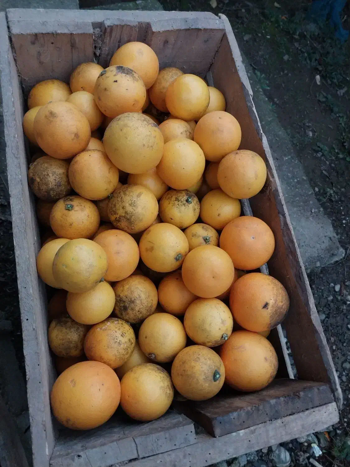 پرتقال|خوردنی و آشامیدنی|رحیم‌آباد, |دیوار