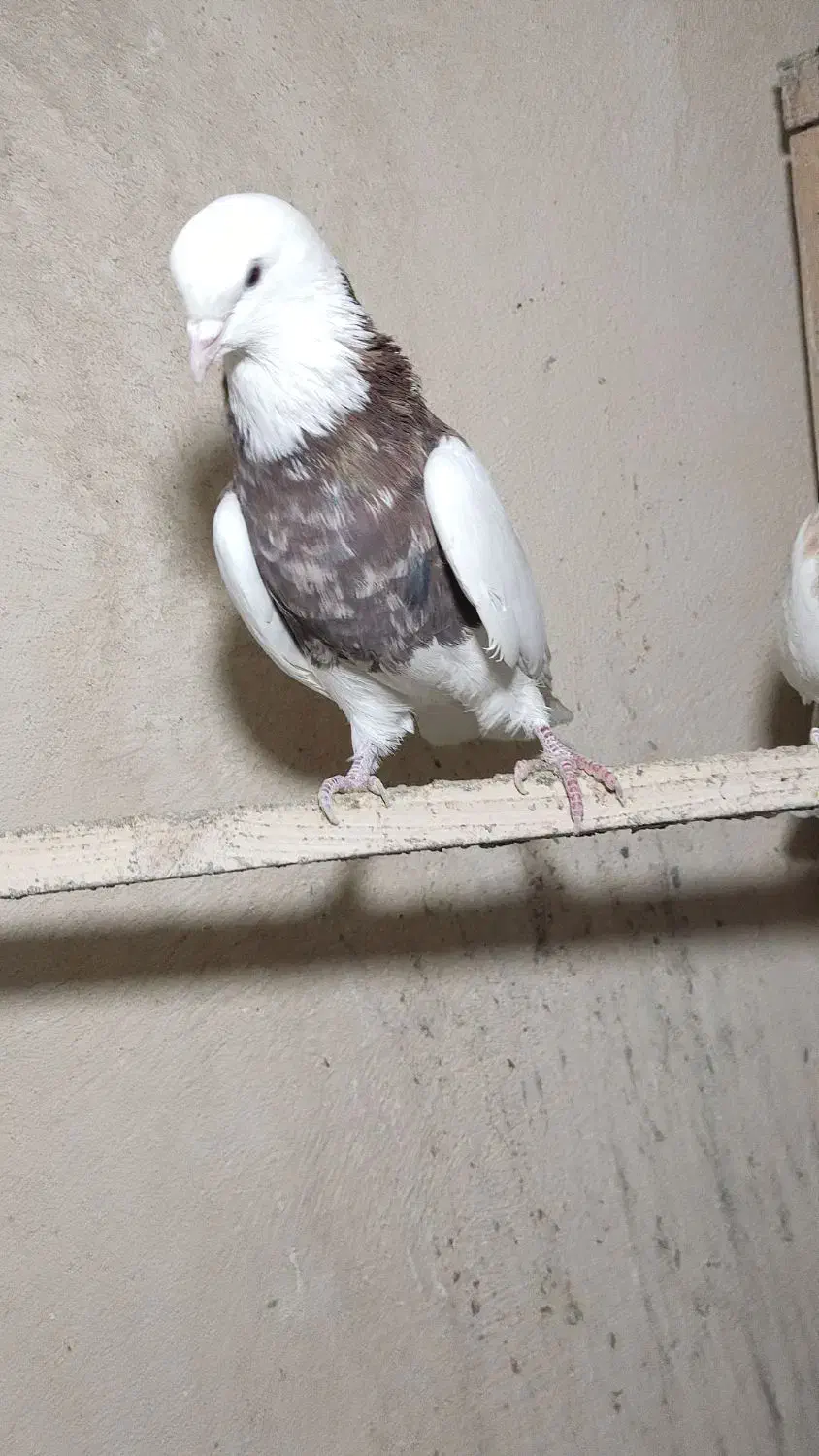 کبوتر طوقی|پرنده|همدان, |دیوار