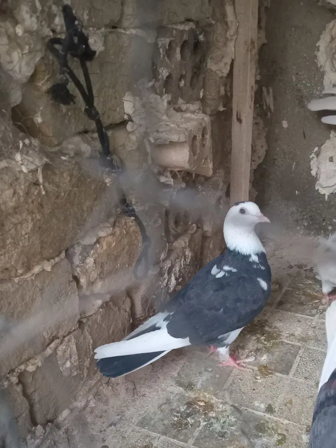 سه تا جوجه ابلاغ ۷۰۰|پرنده|چناران, |دیوار
