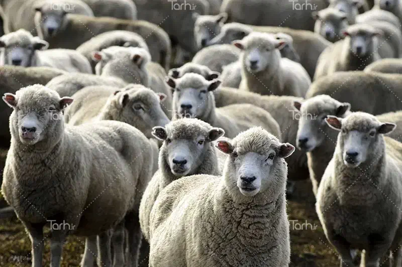 میش و نر|حیوانات مزرعه|تهران, جیحون|دیوار