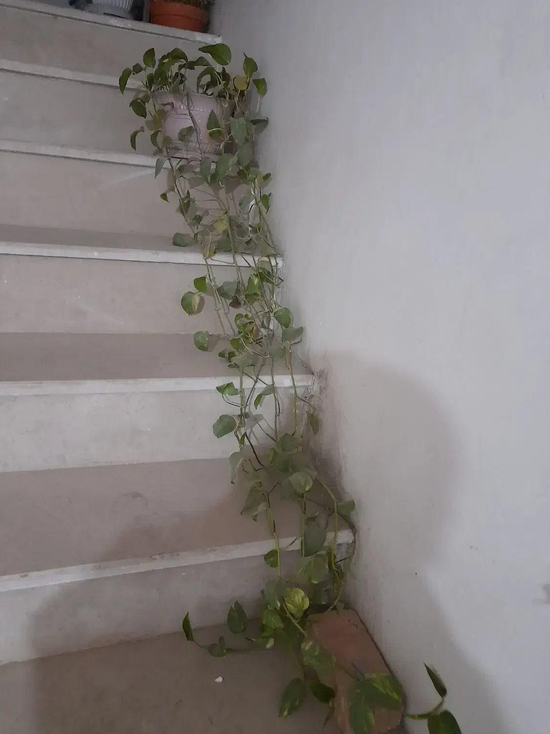 گل پتوس|گل و گیاه طبیعی|کرج, شهرک سهرابیه|دیوار