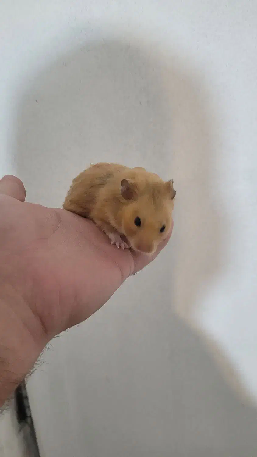 همستر قهوه ای نر|موش و خرگوش|شیراز, منطقه هوایی شهید دوران|دیوار