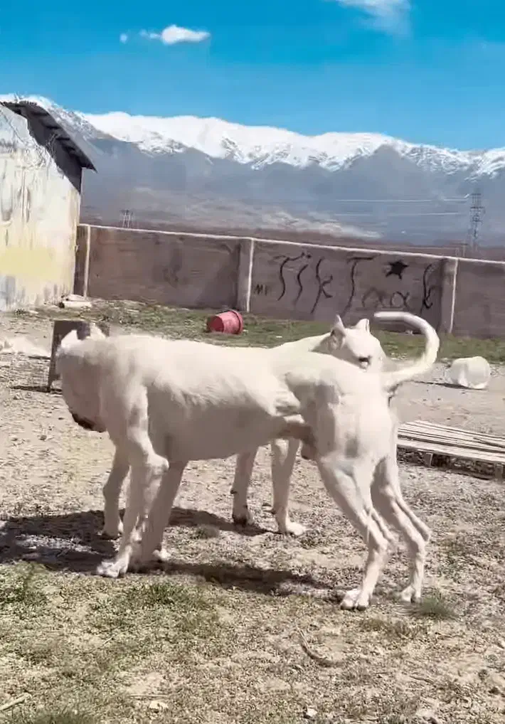 واگذاری دو قلاده سگ نرو ماده (داگو آرژانتینو)|سگ|خرمآباد, |دیوار