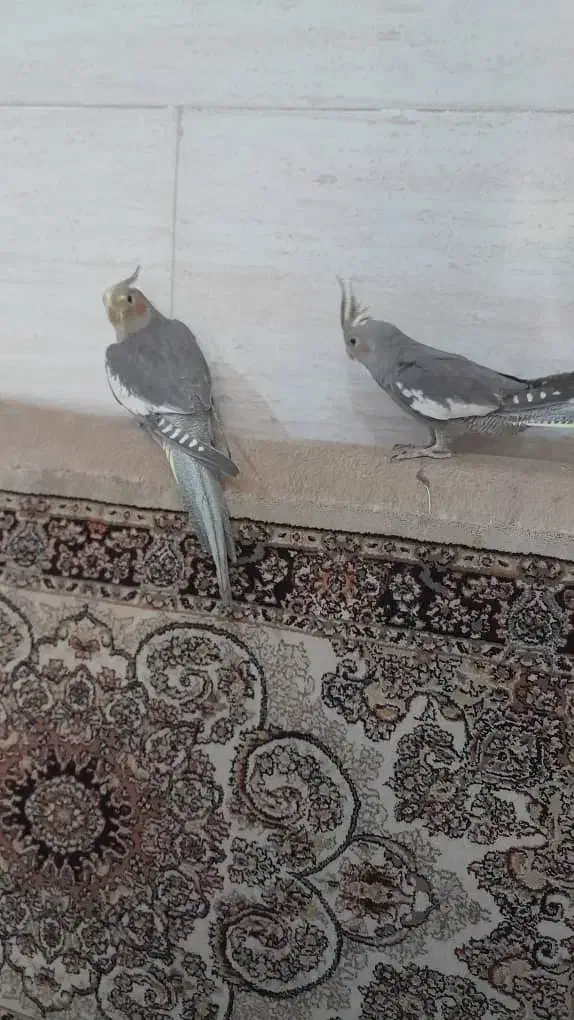 عروس هلندی دستی و مولد|پرنده|اسلام‌شهر, شهرک مهدیه|دیوار