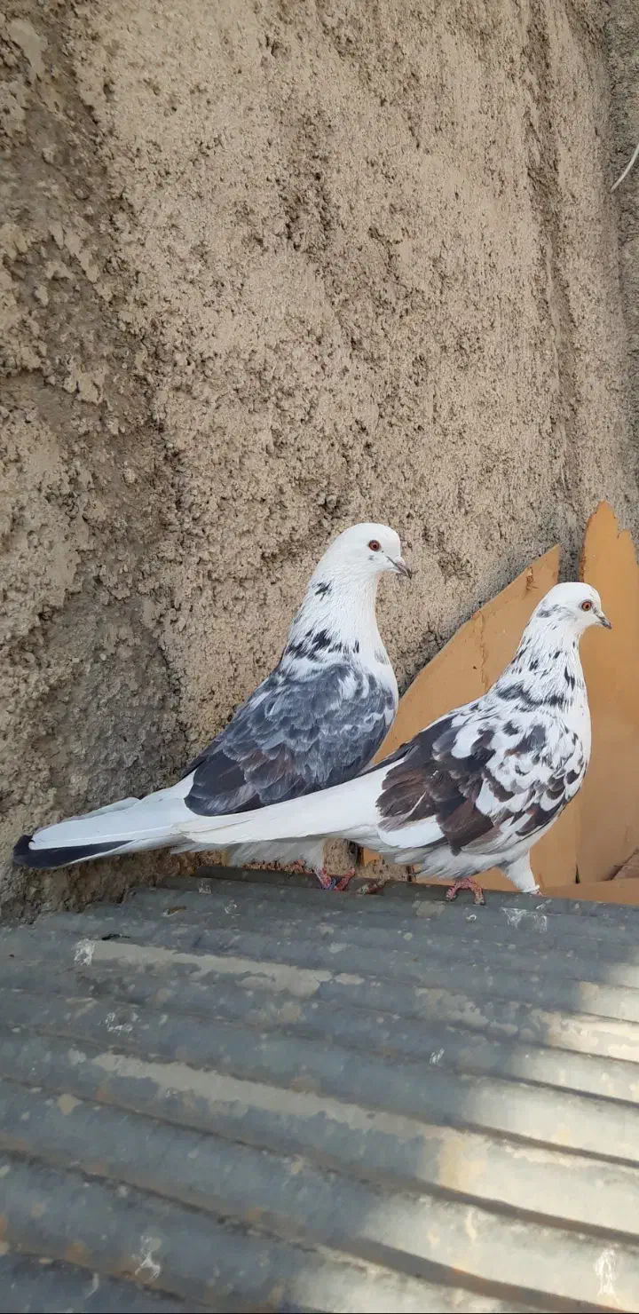 کبوترای اصیل قیمت تومتن نوشتم بخانید|پرنده|هشتگرد, ینگی امام|دیوار