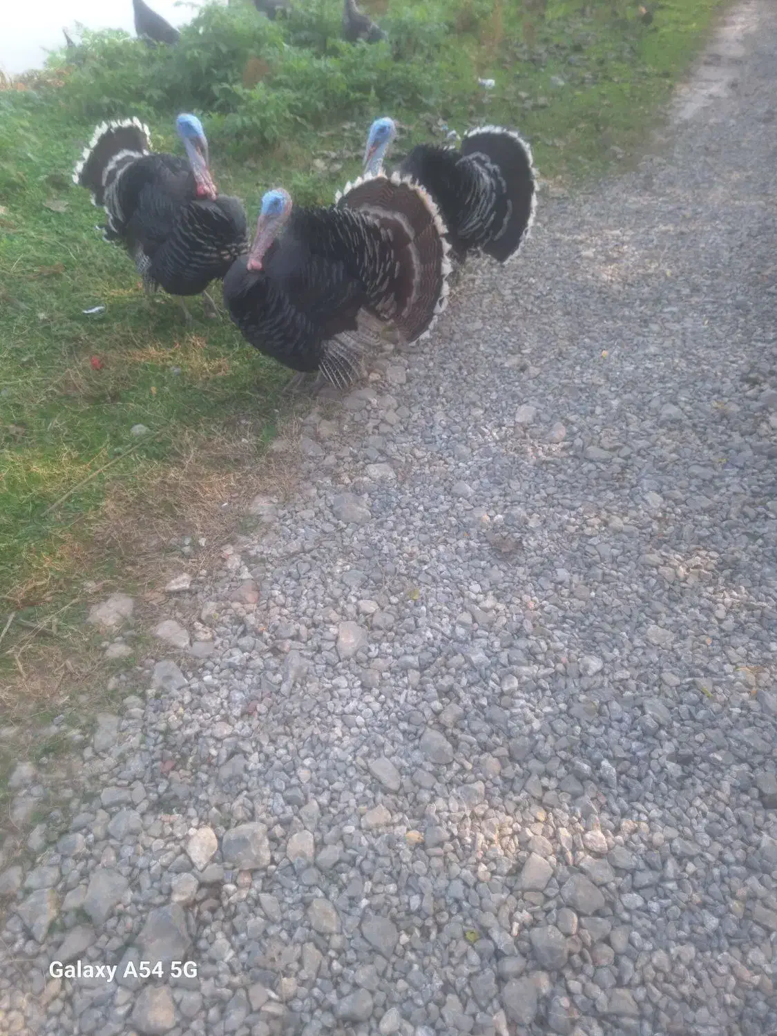 بوقلمون گوشتی|حیوانات مزرعه|شاندرمن, |دیوار