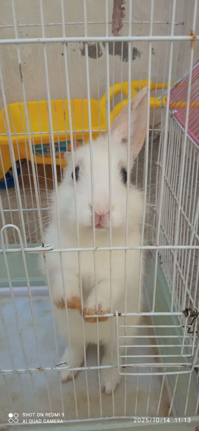 خرگوش|موش و خرگوش|سقز, |دیوار