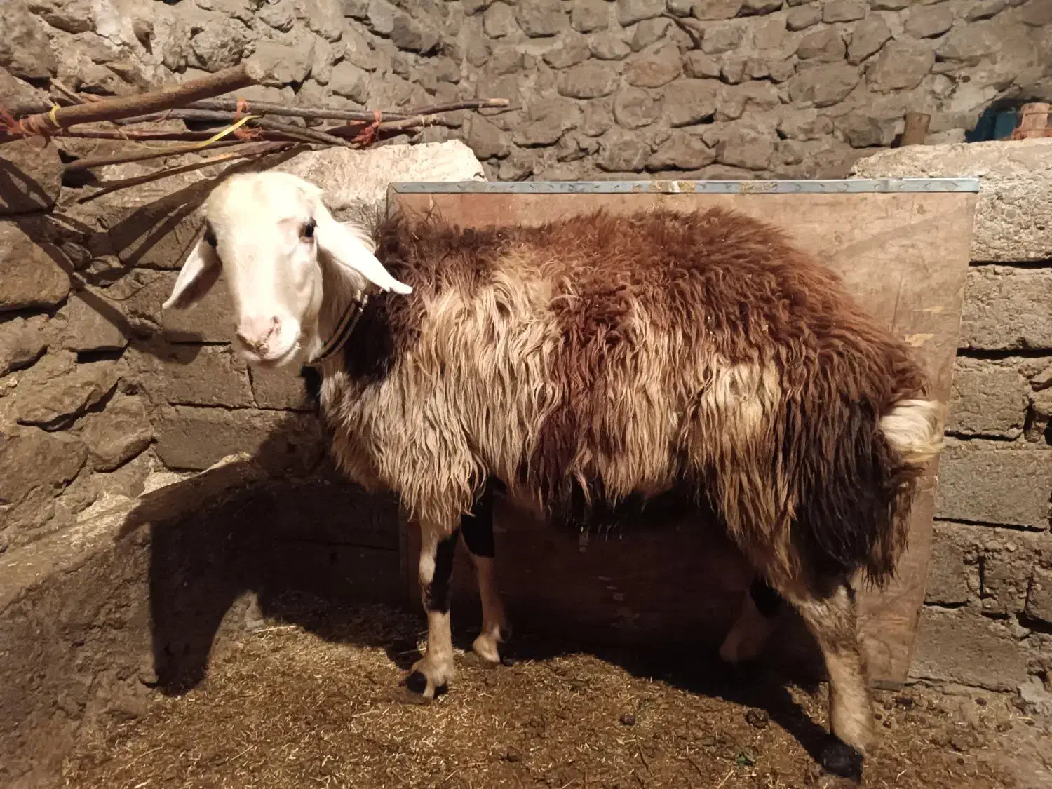 قوچ پلنگی|حیوانات مزرعه|صحنه, |دیوار