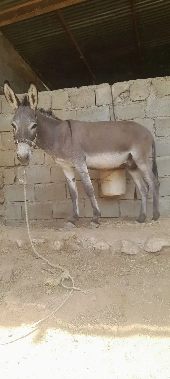 خر نر مادیون رو خوش رنگ متن را بخوانید بعد زنگ بزن|حیوانات مزرعه|لردگان, |دیوار