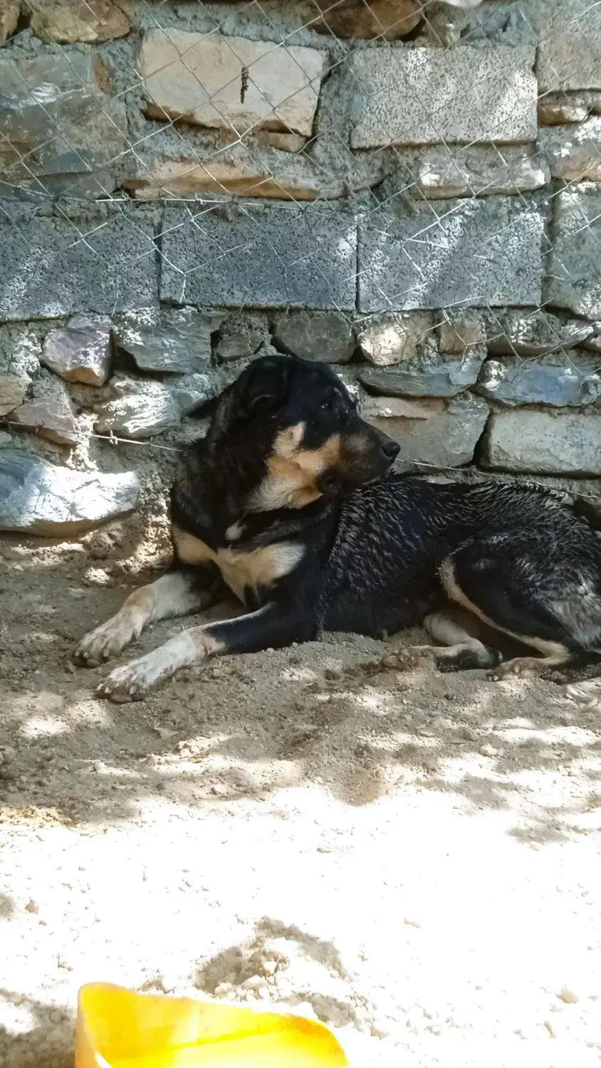 سگ گم شده|حیوانات|سنندج, |دیوار