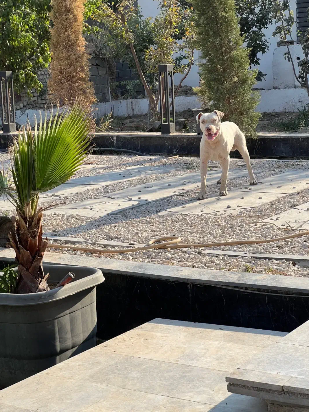 پیتبول فقط جهت کشش|سگ|شهریار, ابراهیمآباد|دیوار