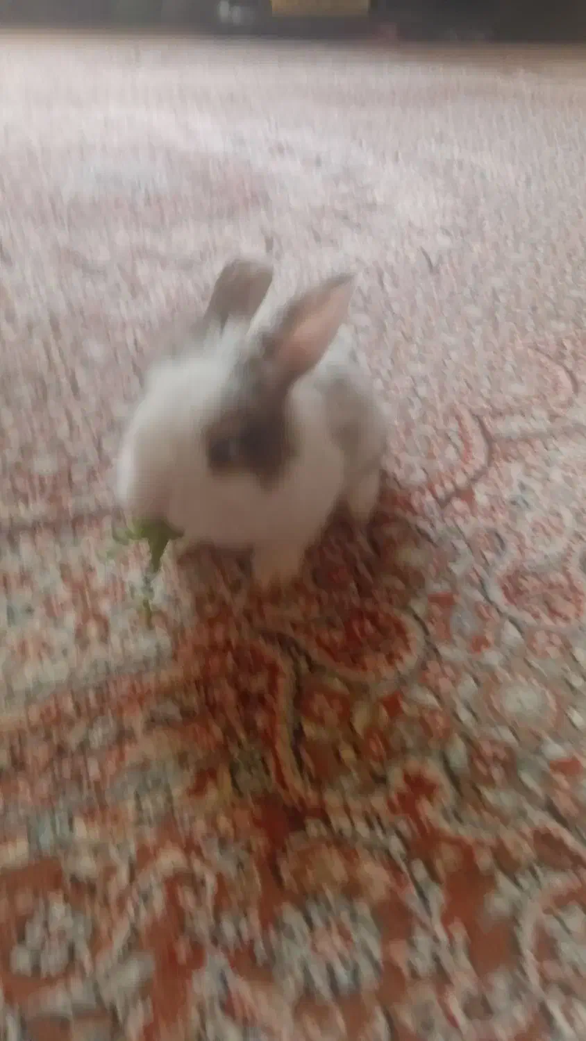 خرگوش مینیاتوری بازیگوش|موش و خرگوش|سنندج, |دیوار