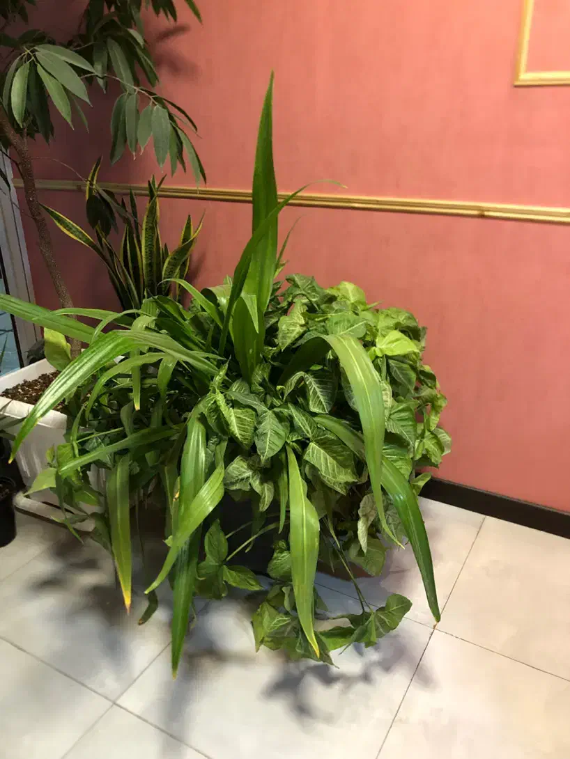 گلدان طبیعی بزرگ|گل و گیاه طبیعی|پاکدشت, پاکدشت (مامازند)|دیوار