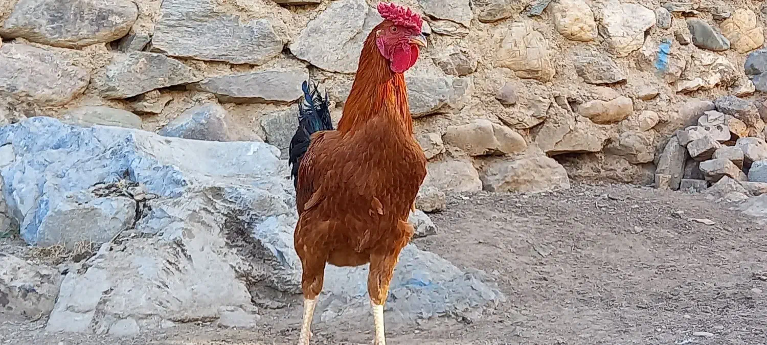 ۲خروس سرخ محلی لاری|حیوانات مزرعه|بانه, |دیوار