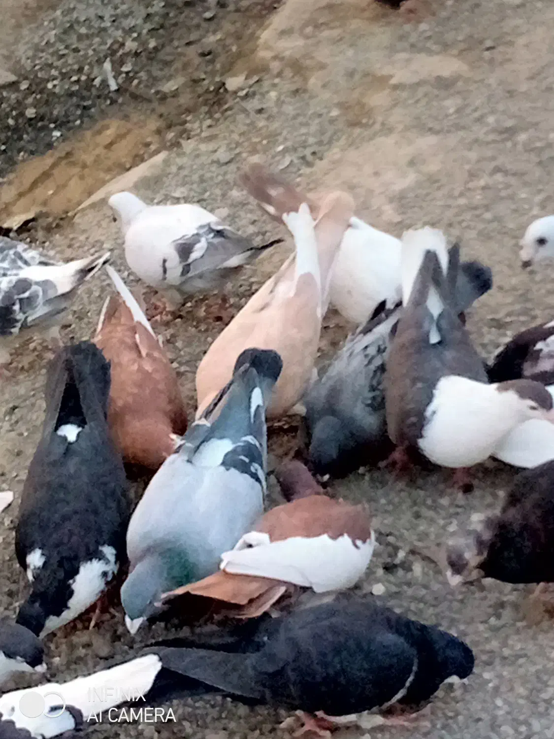 تعدادی مرغ خروس خانگی فروخته میشود|پرنده|ایرانشهر, |دیوار