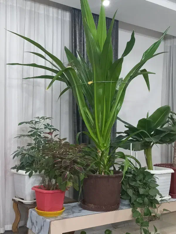 گل ذرتی|گل و گیاه طبیعی|اصفهان, مارچین|دیوار