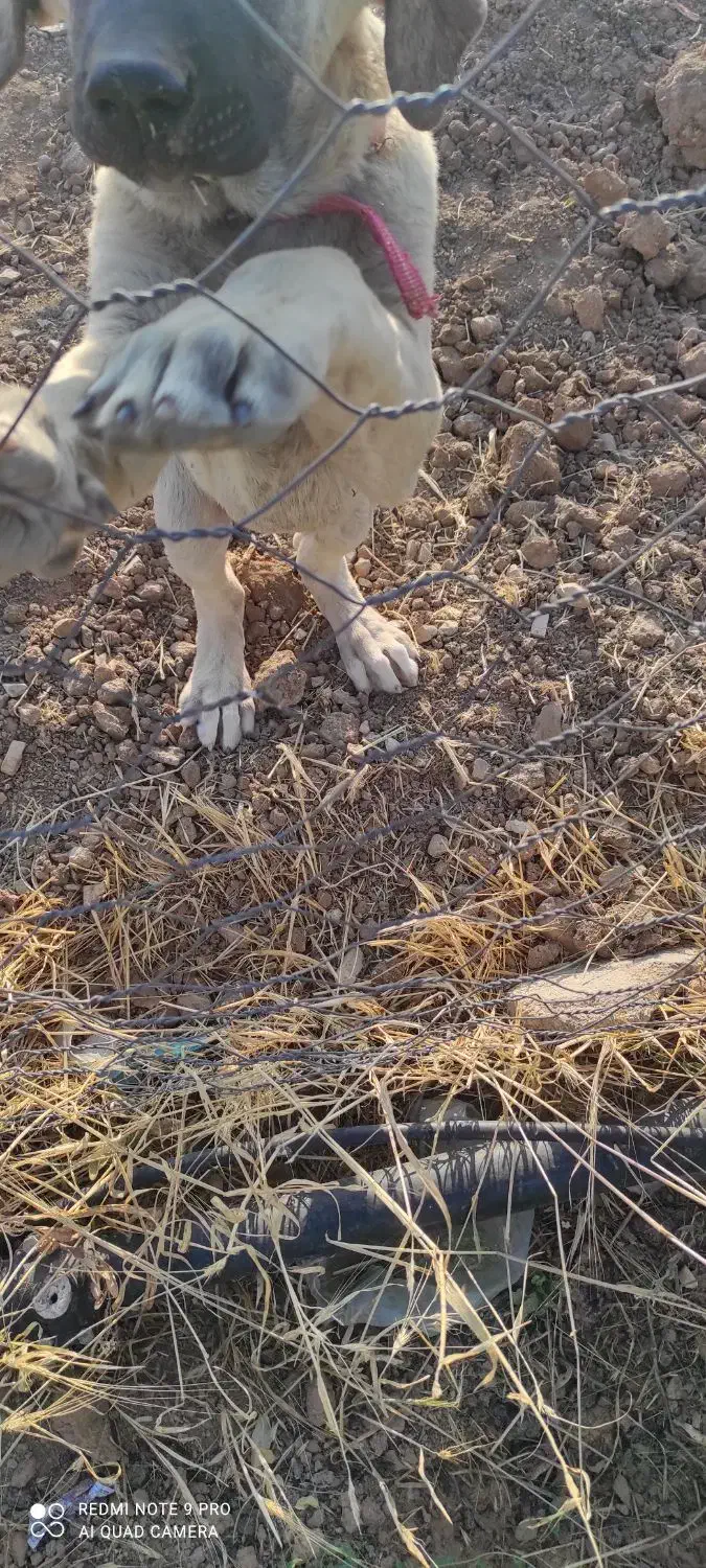 دو عدد سگ سرابی شش ماهه|سگ|بروجرد, |دیوار