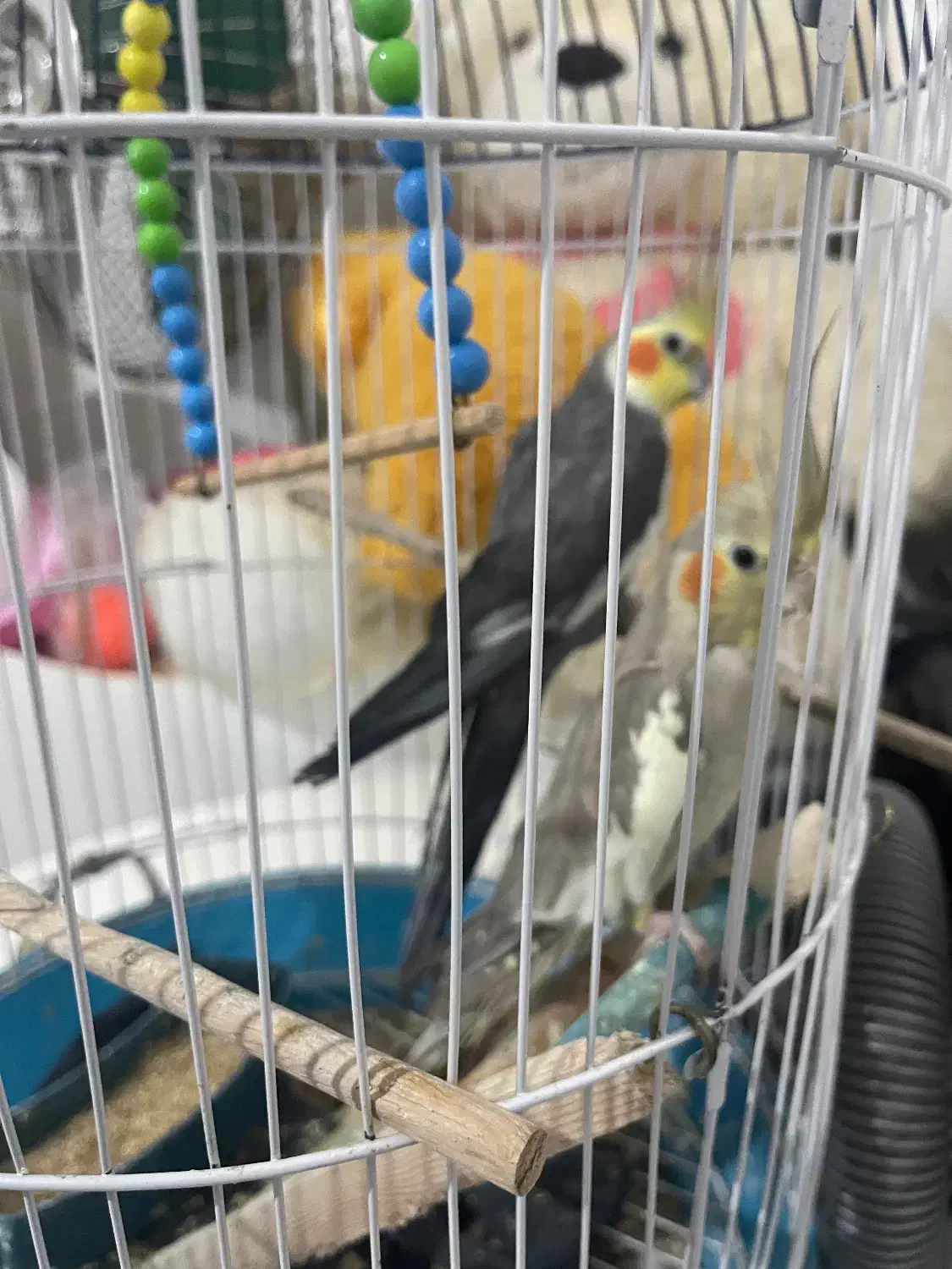 طوطی عروس|پرنده|رشت, فلسطین|دیوار