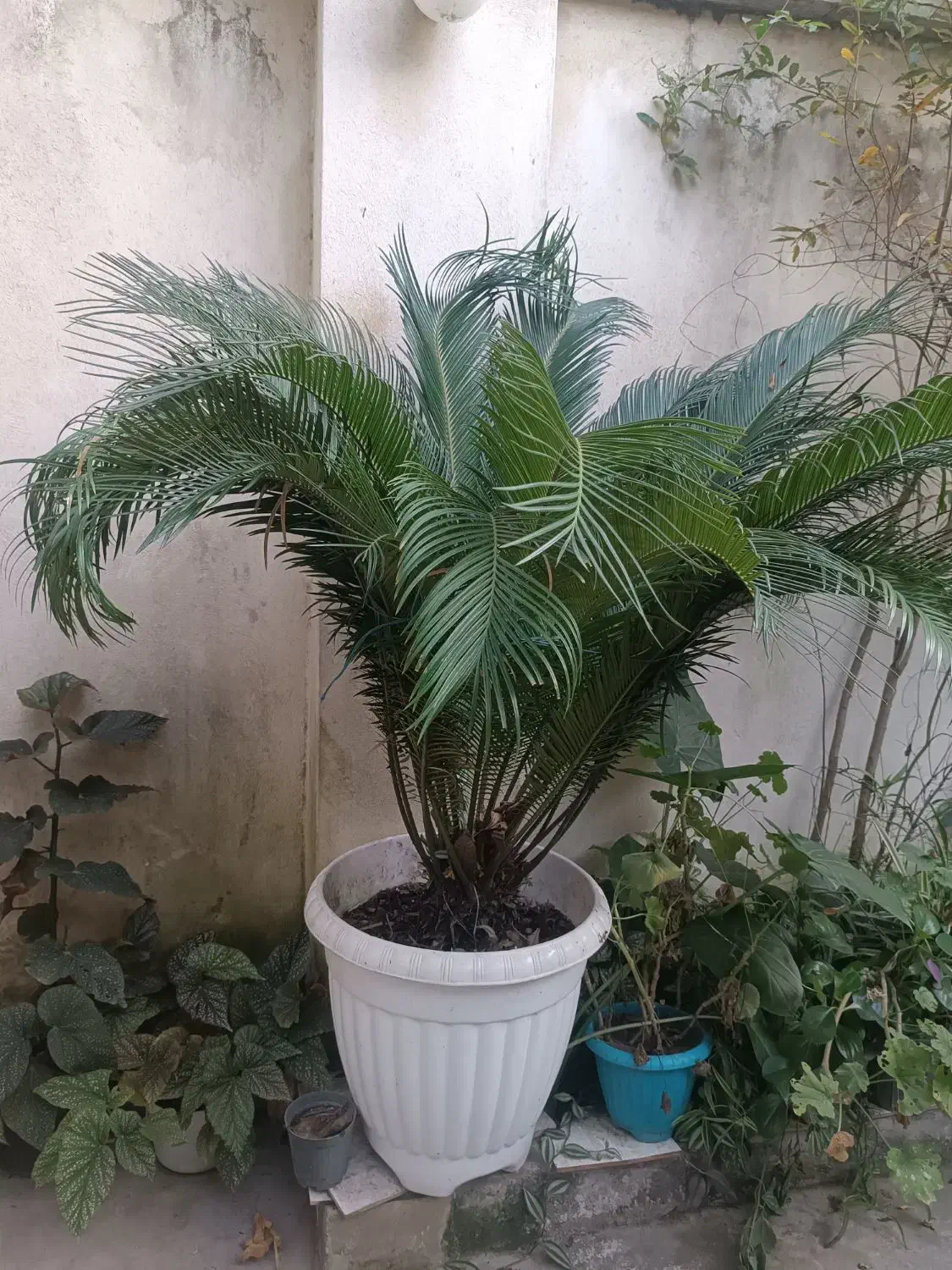 فروش گل سیکاس|گل و گیاه طبیعی|رشت, باهنر|دیوار