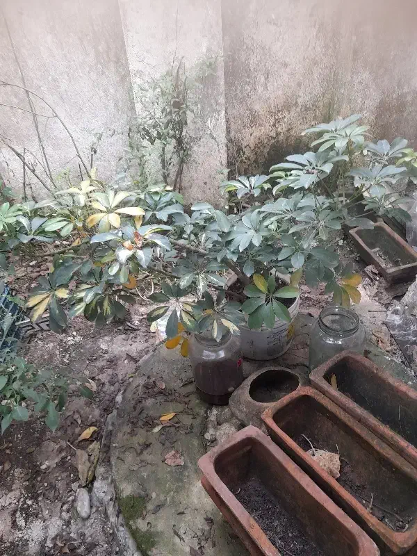 شفلیرابزرگ|گل و گیاه طبیعی|رشت, کوی مهر|دیوار