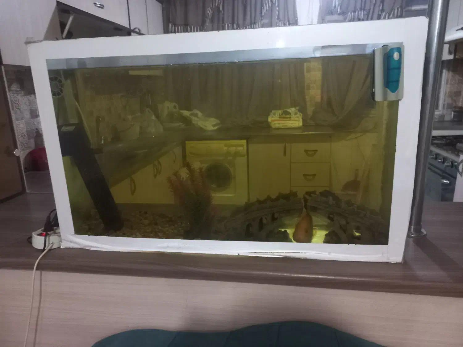 آکواریوم سالم|ماهی|بومهن, |دیوار