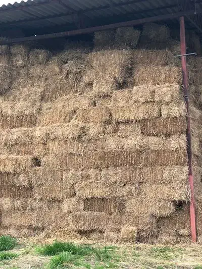 ۵تن کاه پرس گندم بفروش میرسد|عمدهفروشی|پاسارگاد, |دیوار