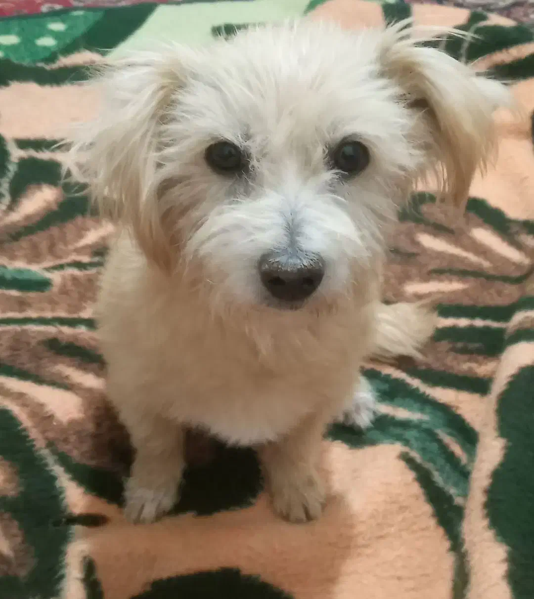 سگ شیتزو پاکوتاه رایگان|سگ|خنجین, |دیوار