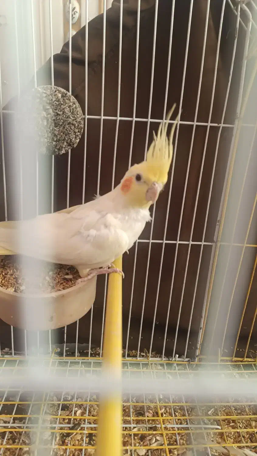 عروس هلندی|پرنده|سراوان, |دیوار