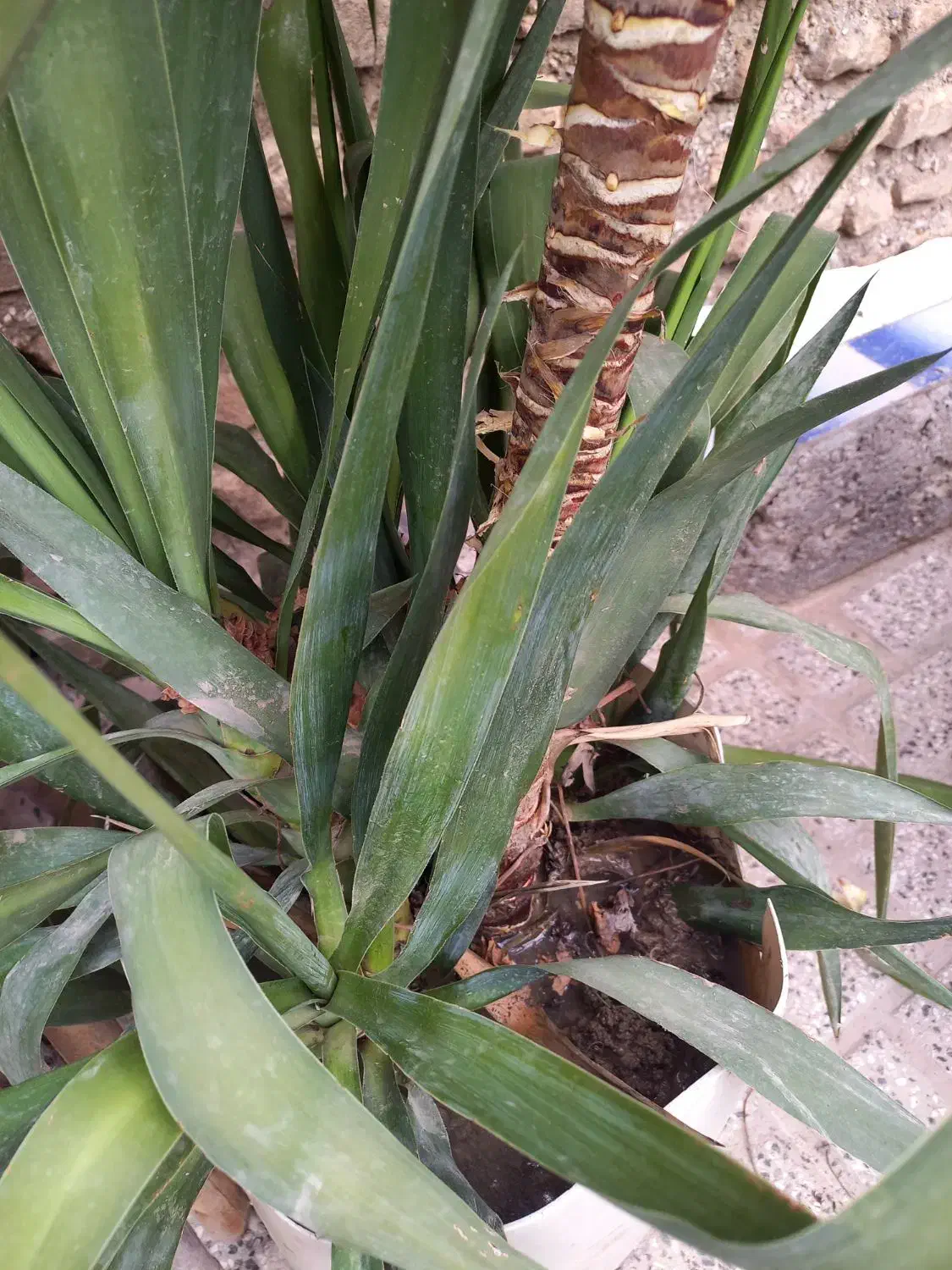 گل یوکا|گل و گیاه طبیعی|مینودشت, |دیوار