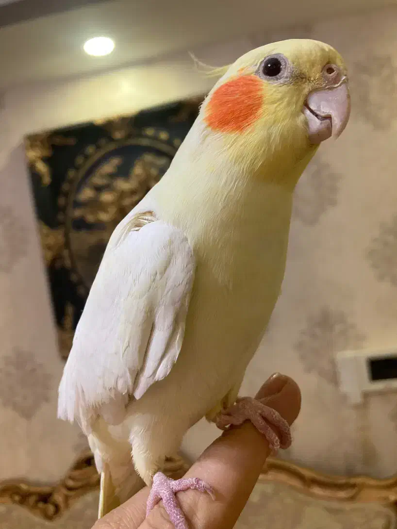 عروس هلندی مولد و بالغ و جوجه(گیرینچیک-ملنگو-راهب)|پرنده|رشت, یخسازی|دیوار