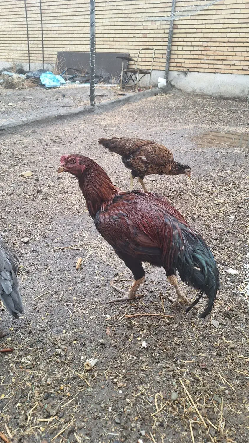 فروش مرغ و خروس لاری|حیوانات مزرعه|سراب, |دیوار