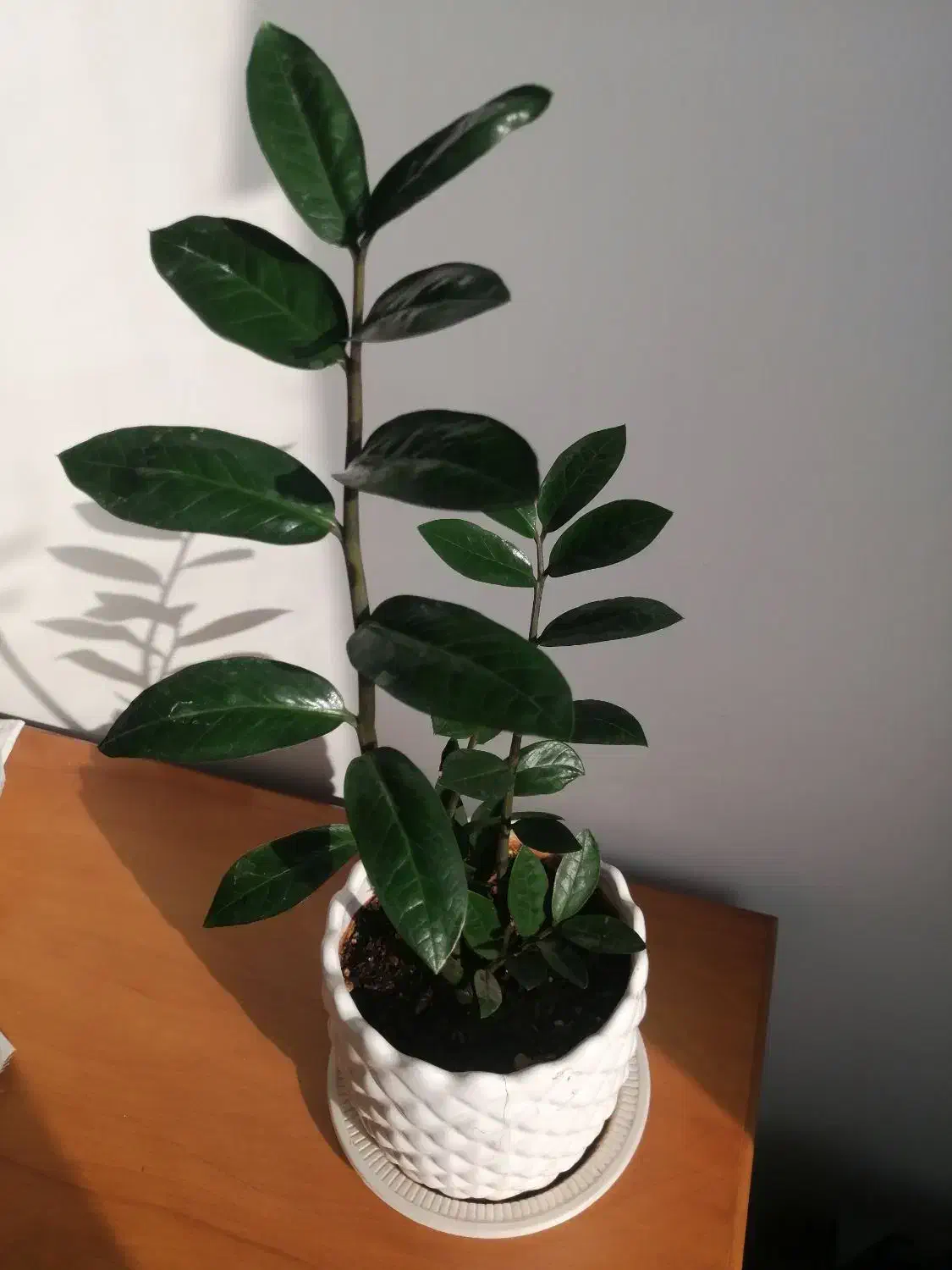 گل طبیعی زاموفیلیا|گل و گیاه طبیعی|شیراز, باغ تخت|دیوار