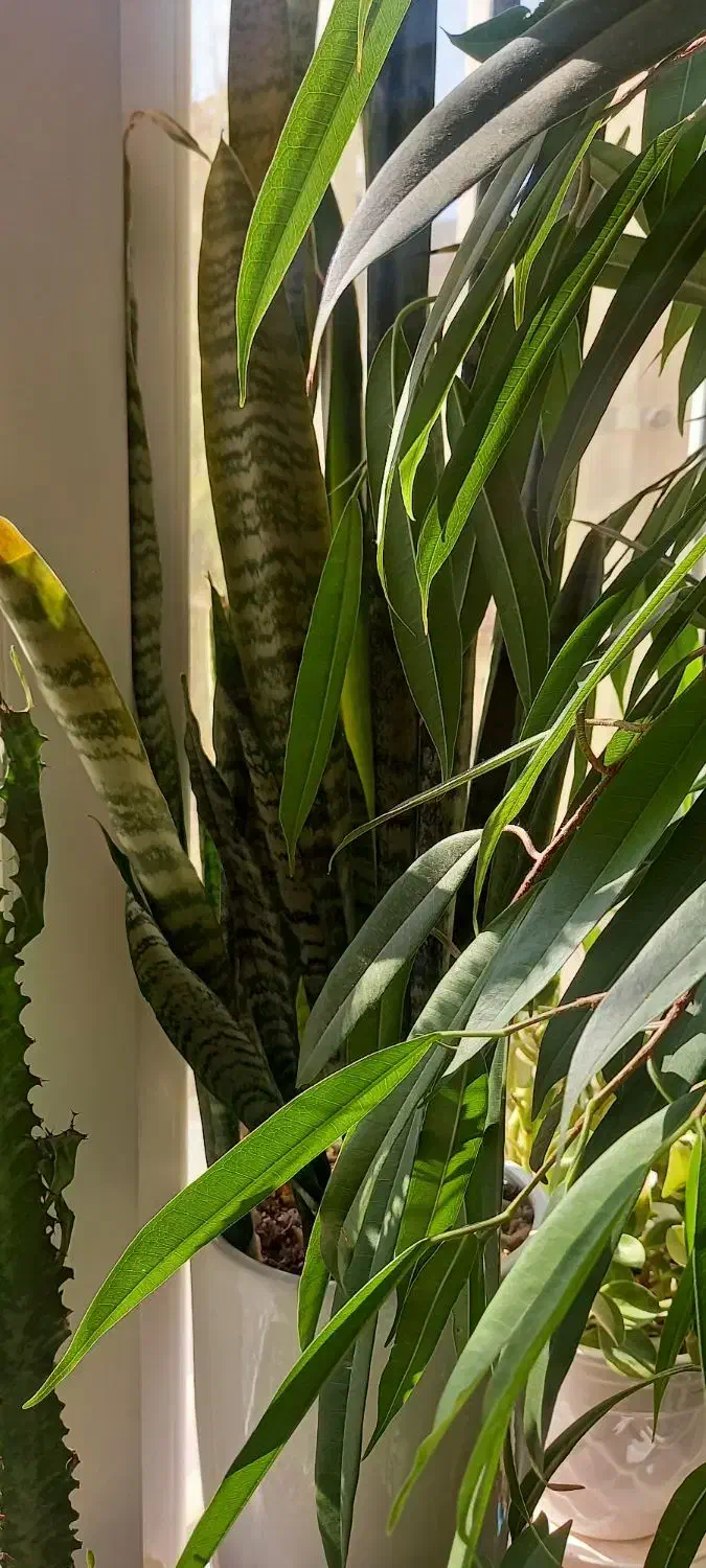 گل طبیعی|گل و گیاه طبیعی|تهران, آزادشهر|دیوار