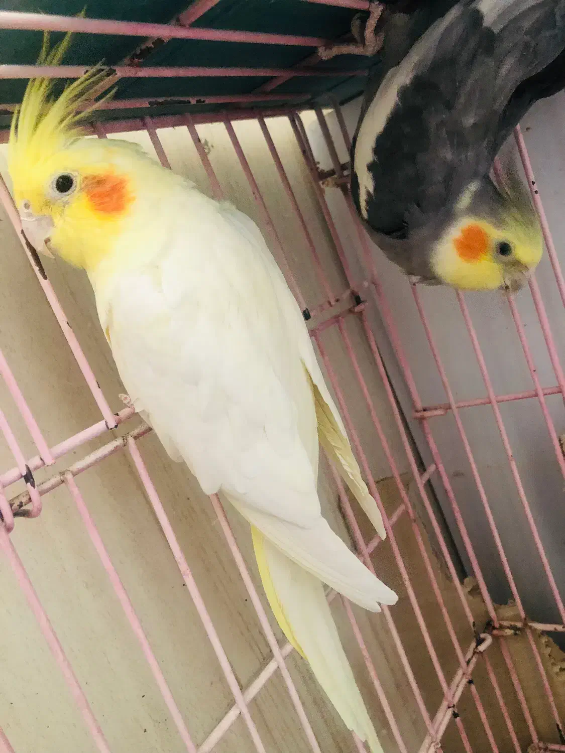 عروس هلندی|پرنده|اصفهان, دشتستان|دیوار