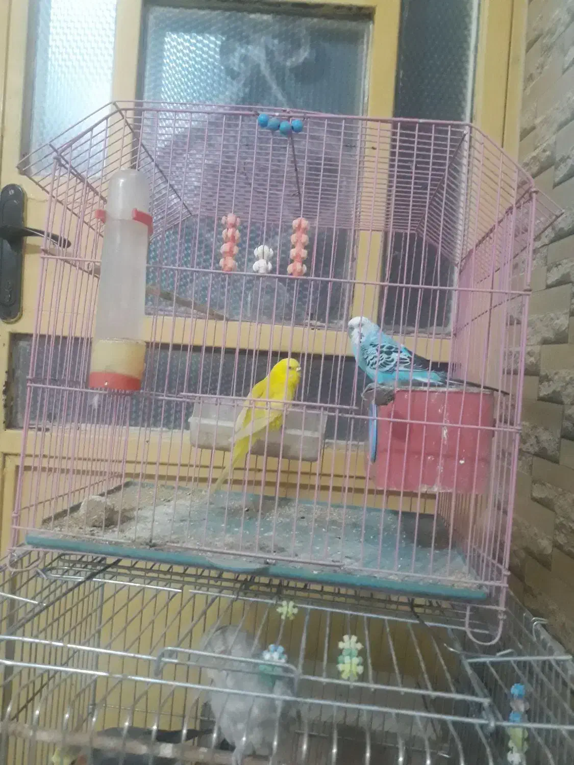 مرغ عشق ویه جفت عروس هلندی مولد|پرنده|نورآباد, |دیوار