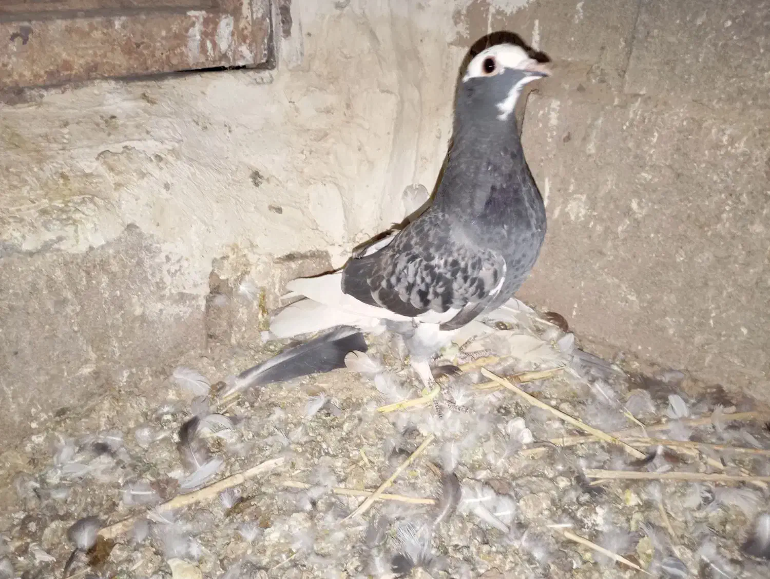 کبوتر|پرنده|تربتحیدریه, کاشانی|دیوار