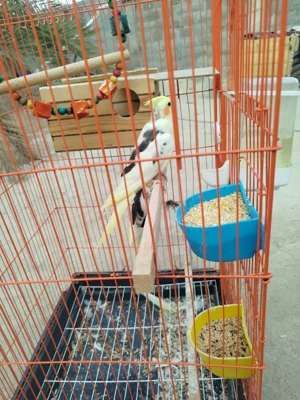 عروس هلندی|پرنده|قشم, |دیوار